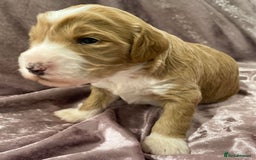 Labradoodle dogs for sale: Labradoodles for Sale! - Image 17