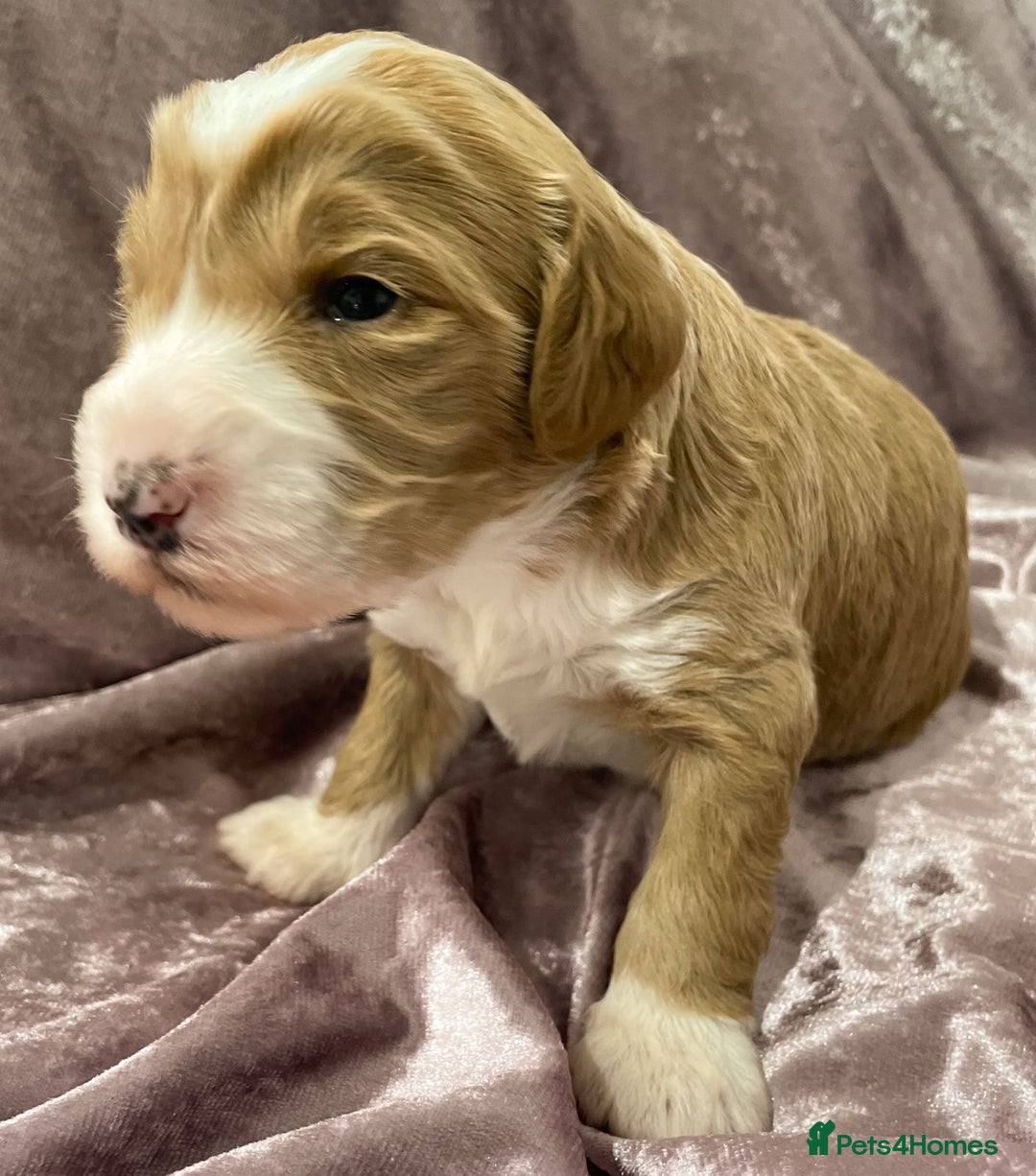 Labradoodle dogs for sale: Labradoodles for Sale! - Image 17
