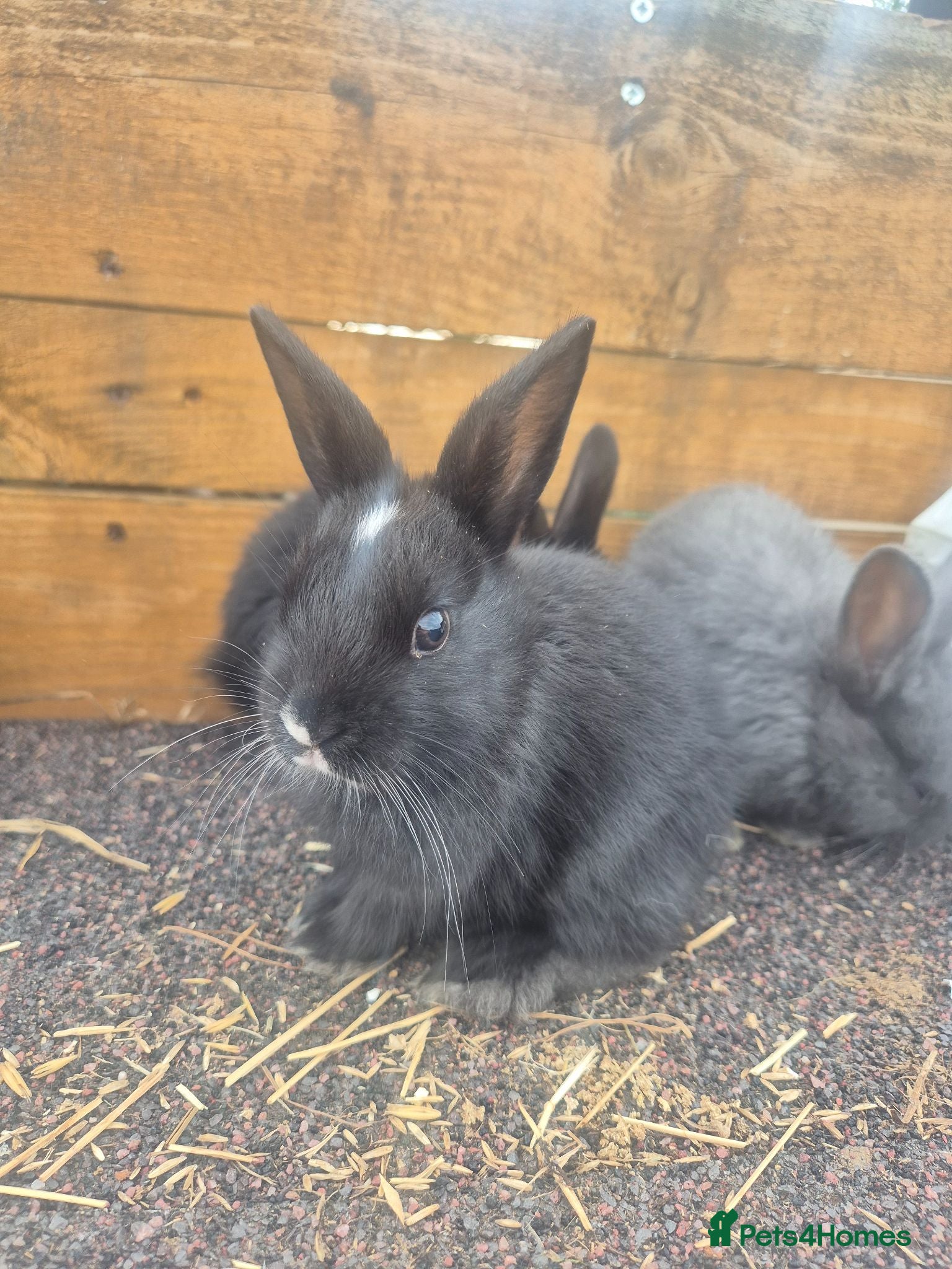 Mixed Breed rabbits Mixed breed baby rabbits - Advert 1