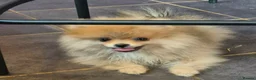 Pomeranian dogs for sale: 13 weeks Teddy bear face Pomeranian male puppies  - Advert 12