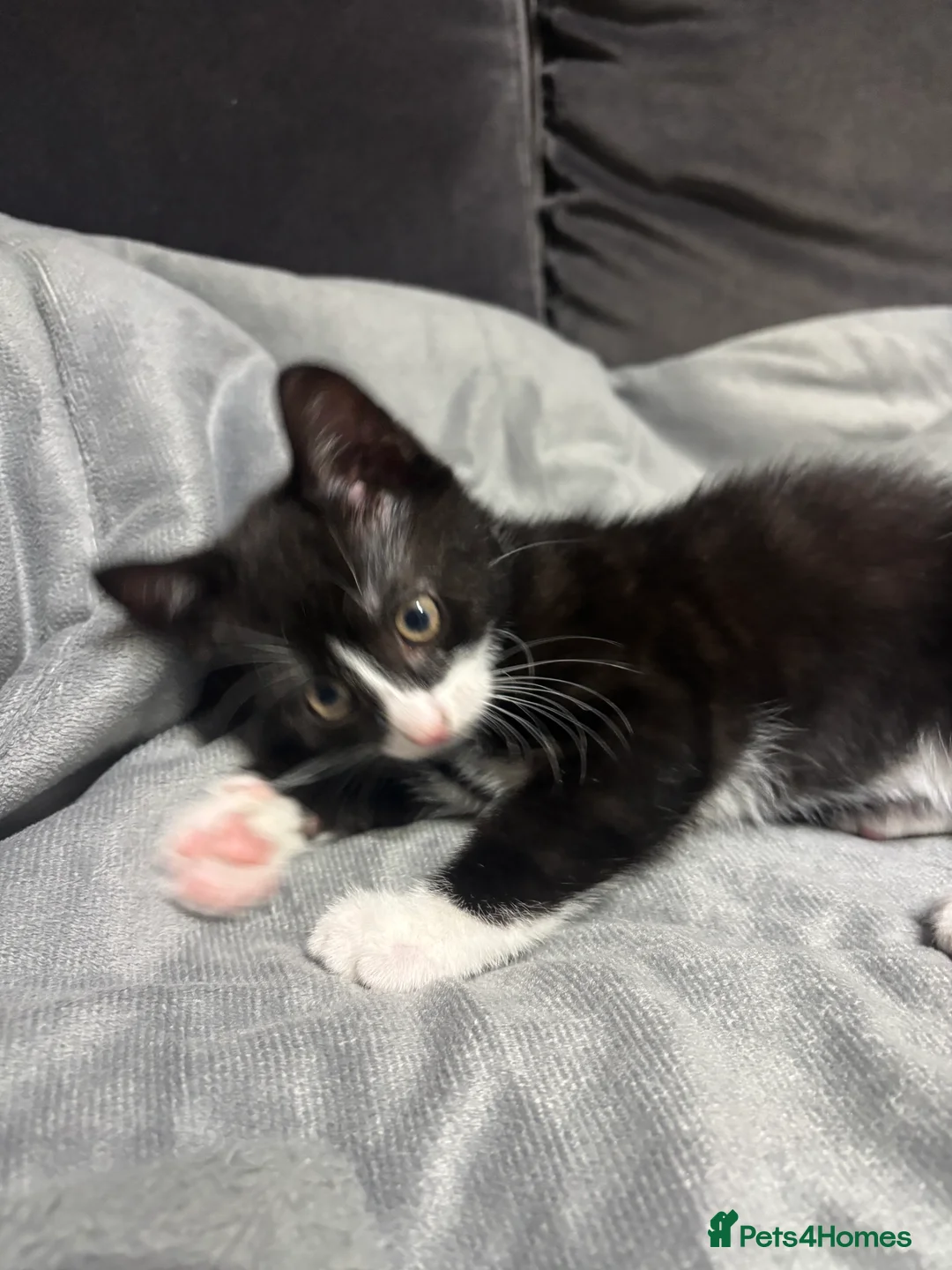 Domestic Shorthair cats for sale: domestic shorthair kittens - Advert 8