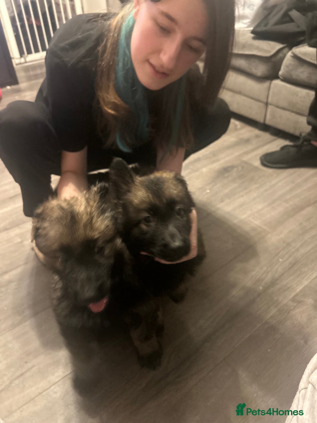 German Shepherd dogs for sale: 1 female fluffy pup - Advert 3