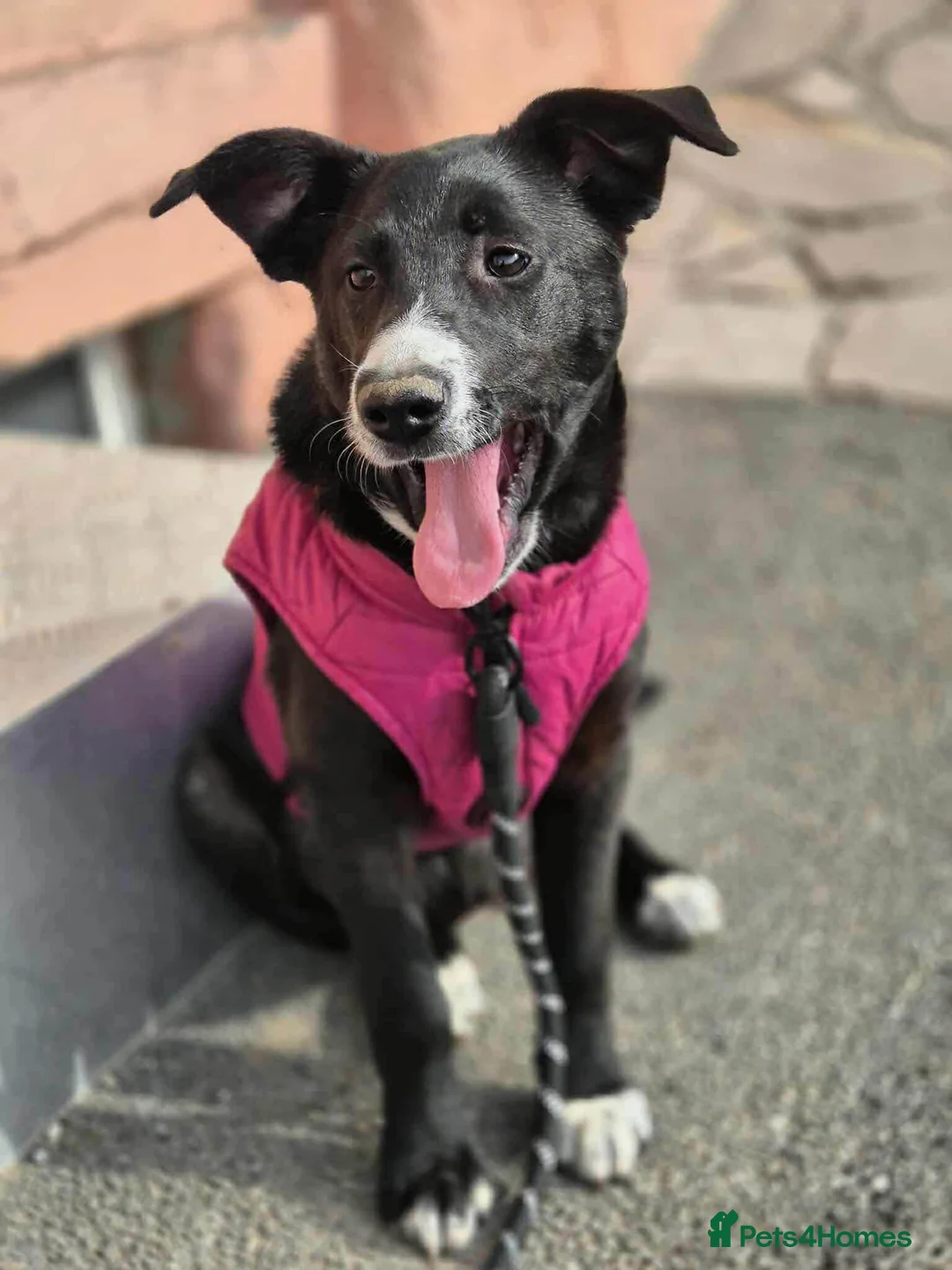 Mixed Breed dogs for adoption: FLEUR-happy&playful girl/ loves dogs/ affectionate - Advert 10