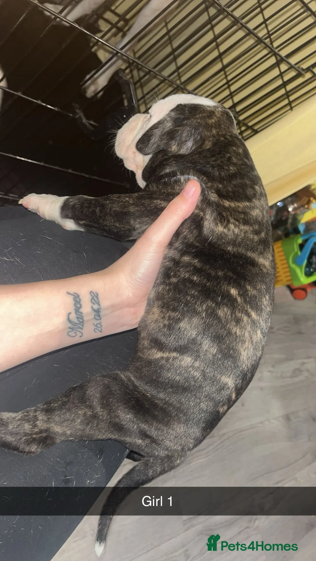 American Bulldog dogs for sale: American bulldog puppies  - Advert 38