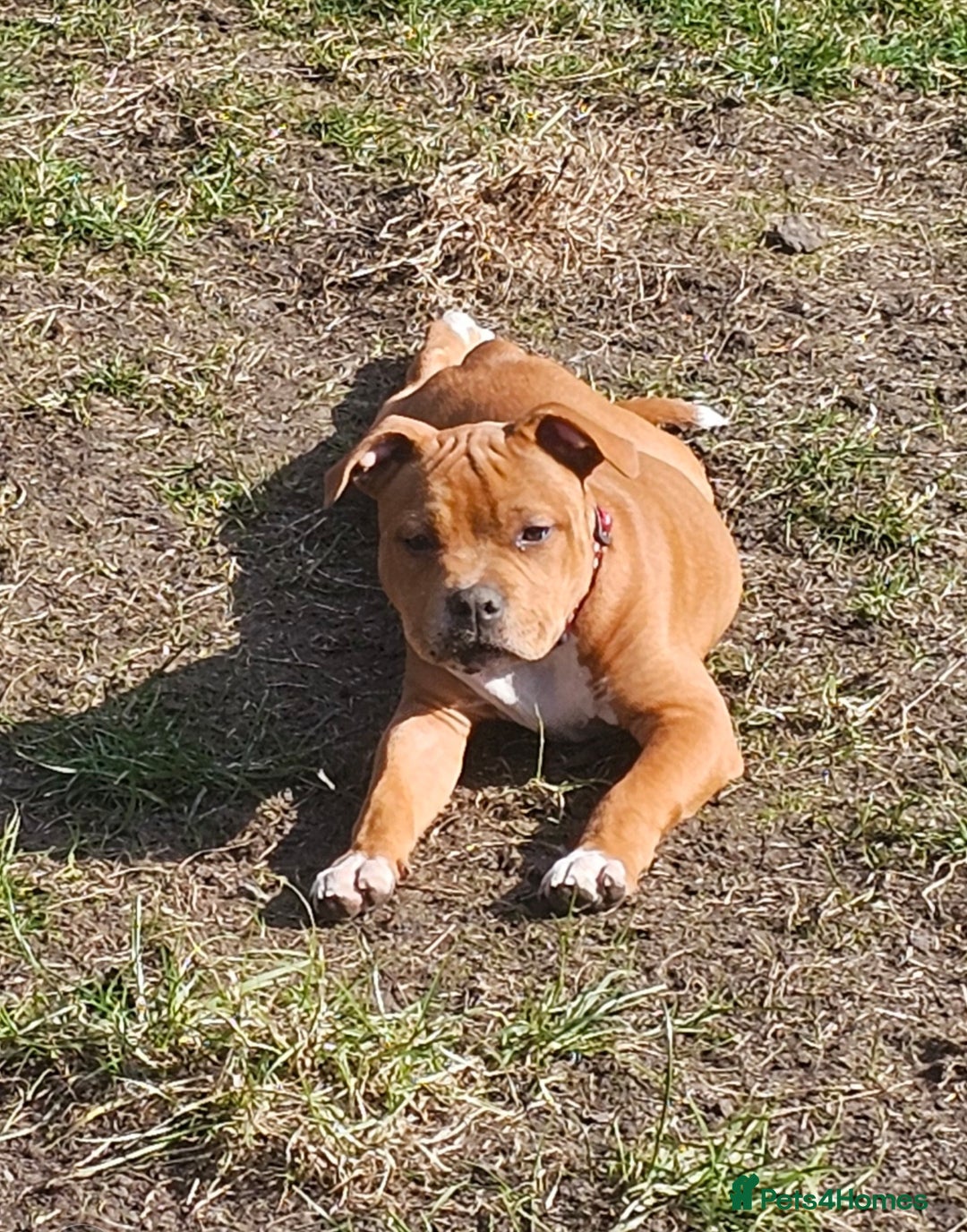 Staffordshire Bull Terrier dogs for stud: 🥨ZEUS PIED PERFECTION 🥨 COI 2.1% in Rochdale - Advert 15