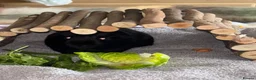 Guinea Pig rodents for sale: Lone male guinea pig  in Liverpool - Advert 3