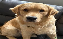 Golden Retriever dogs for sale: Golden retriever for sale - Image 2