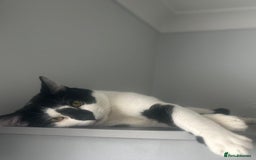 Domestic Shorthair cats for sale: Four male cats for sale - Image 3