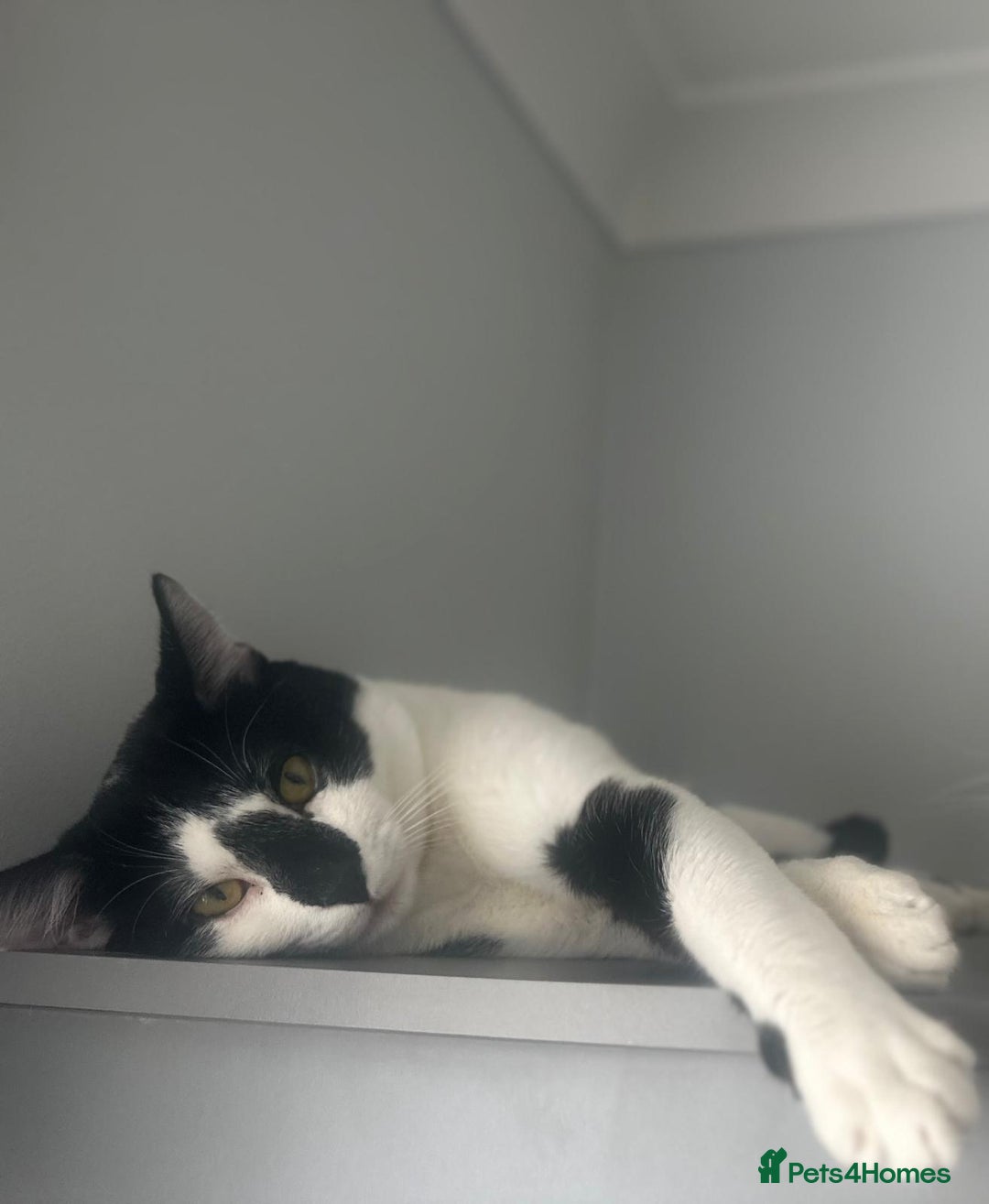 Domestic Shorthair cats for sale: Four male cats for sale - Image 3