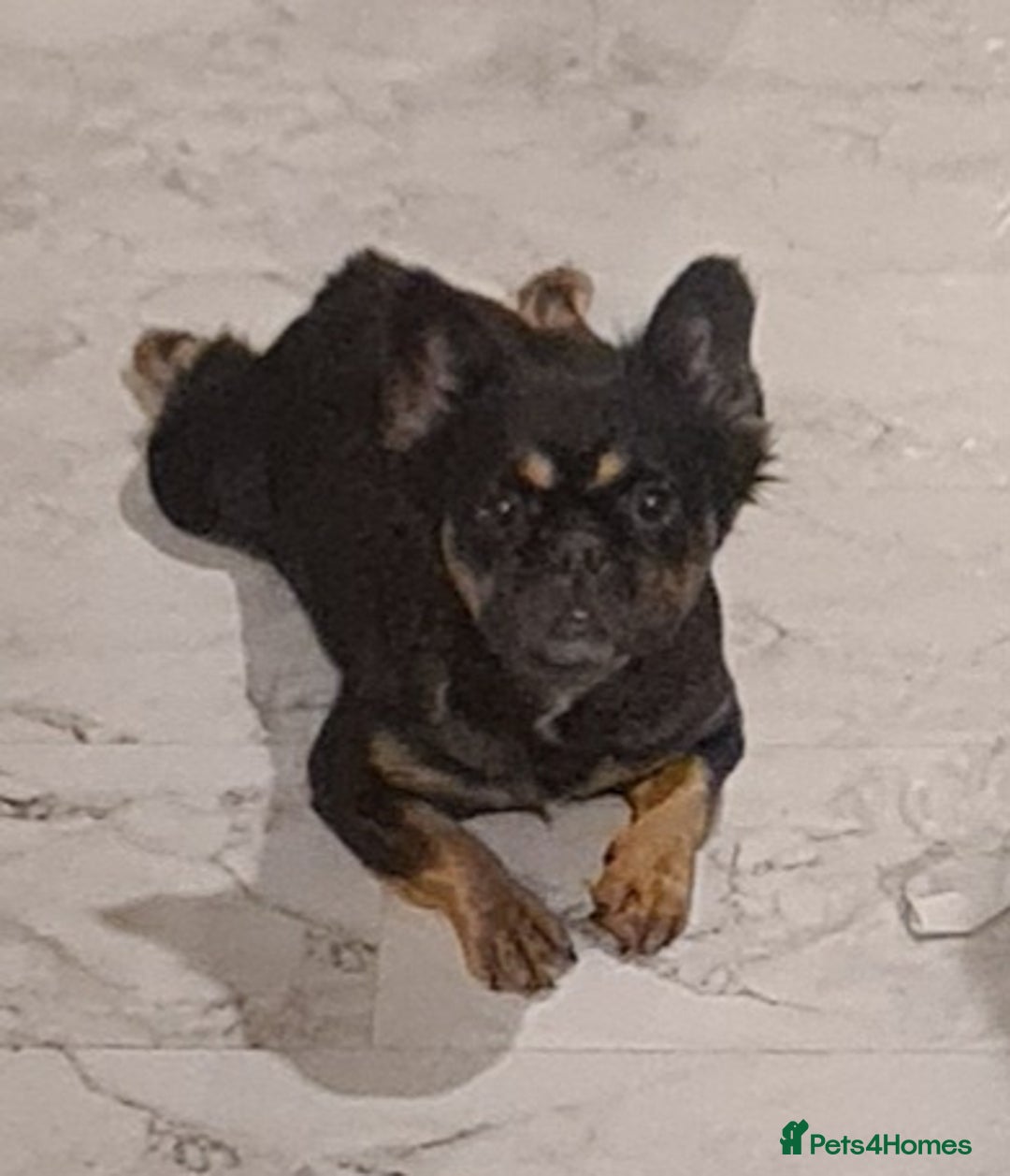 French Bulldog dogs for sale: Fluffy Frenchie - Image 3