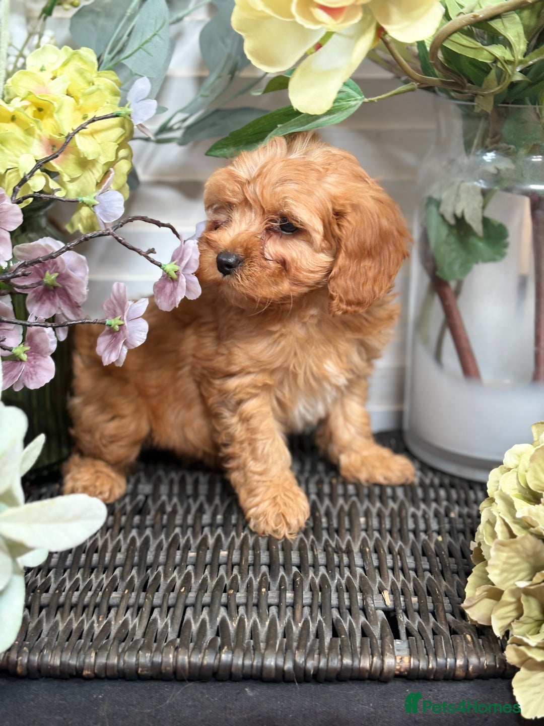 Cavapoo dogs for sale: Health tested TOY CAVAPOOS KC Parents - Image 36