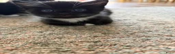 Mixed Breed cats for sale: Gorgeous Tuxedo Kittens looking for a new home  - Advert 6