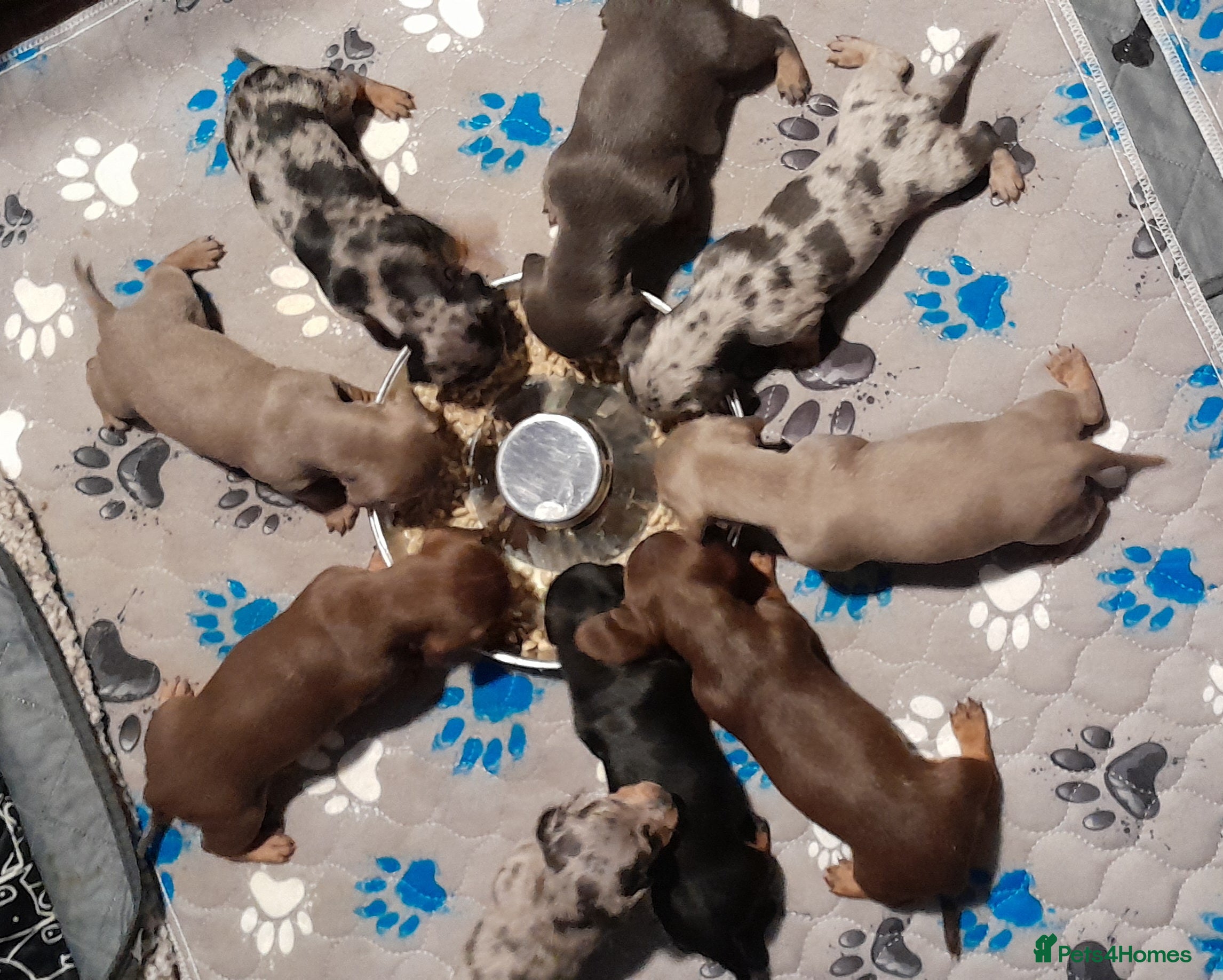 Miniature Dachshund dogs 2 males left - 9 KC registered mini dachshunds  - Advert 13