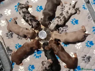 Miniature Dachshund dogs 2 males left - 9 KC registered mini dachshunds - Advert 13