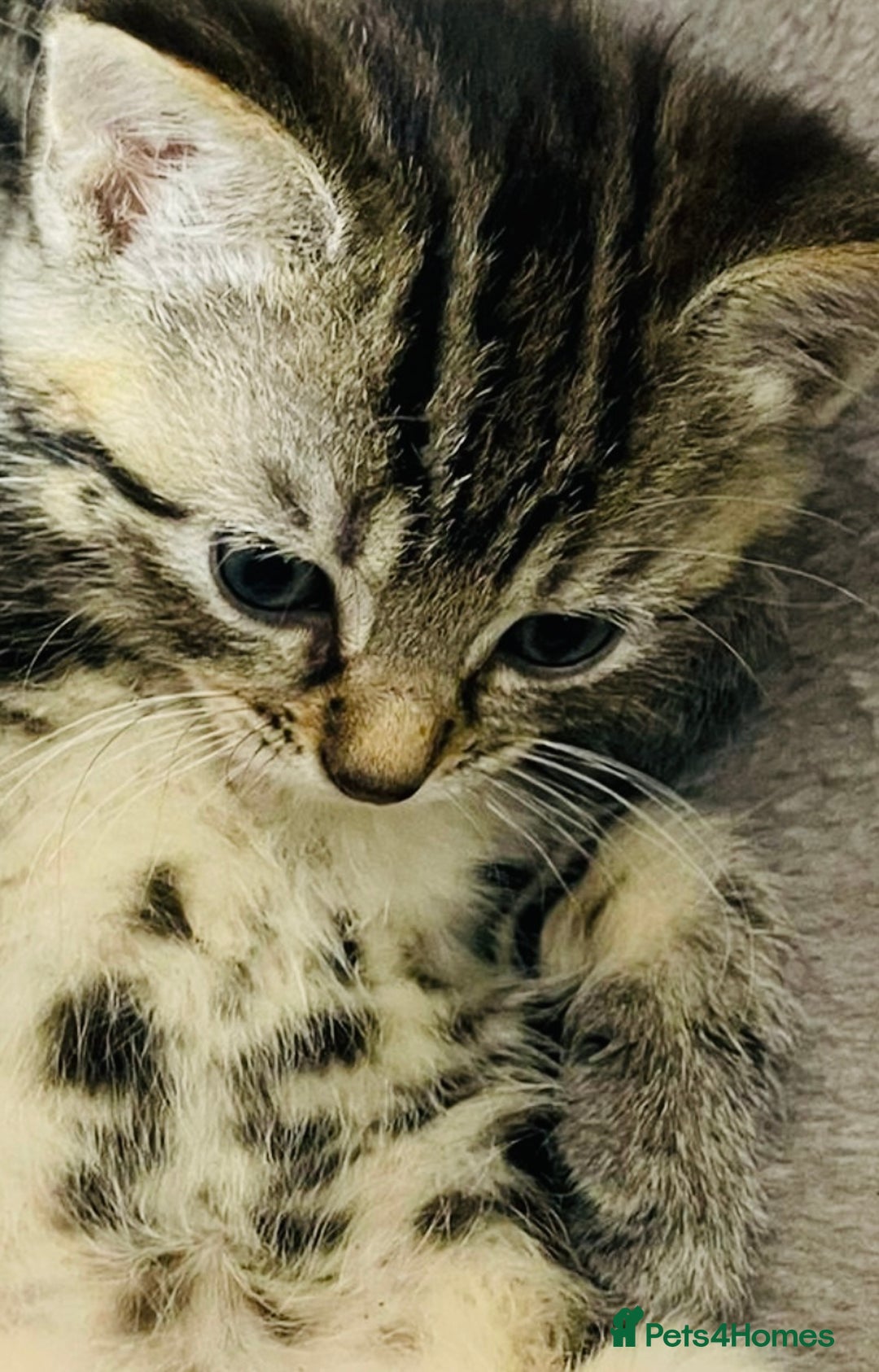 Mixed Breed cats for sale: A lovely litter of Ragdoll Bengal kittens ready  - Advert 5