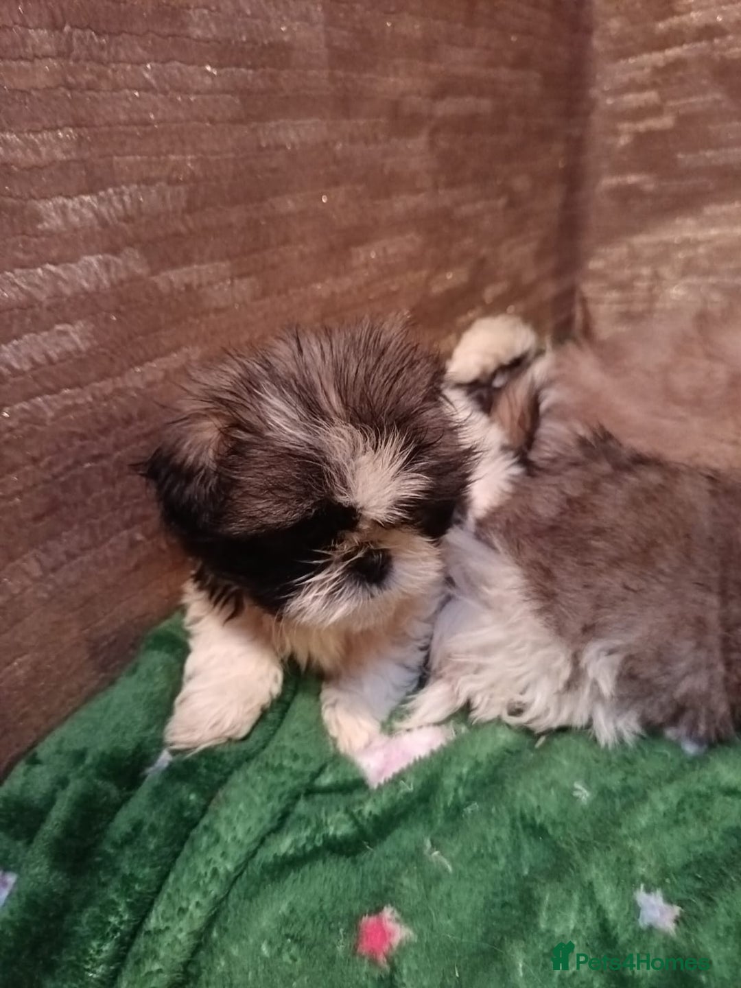 Shih Tzu dogs for sale: Shih Tzu puppy's - Advert 12