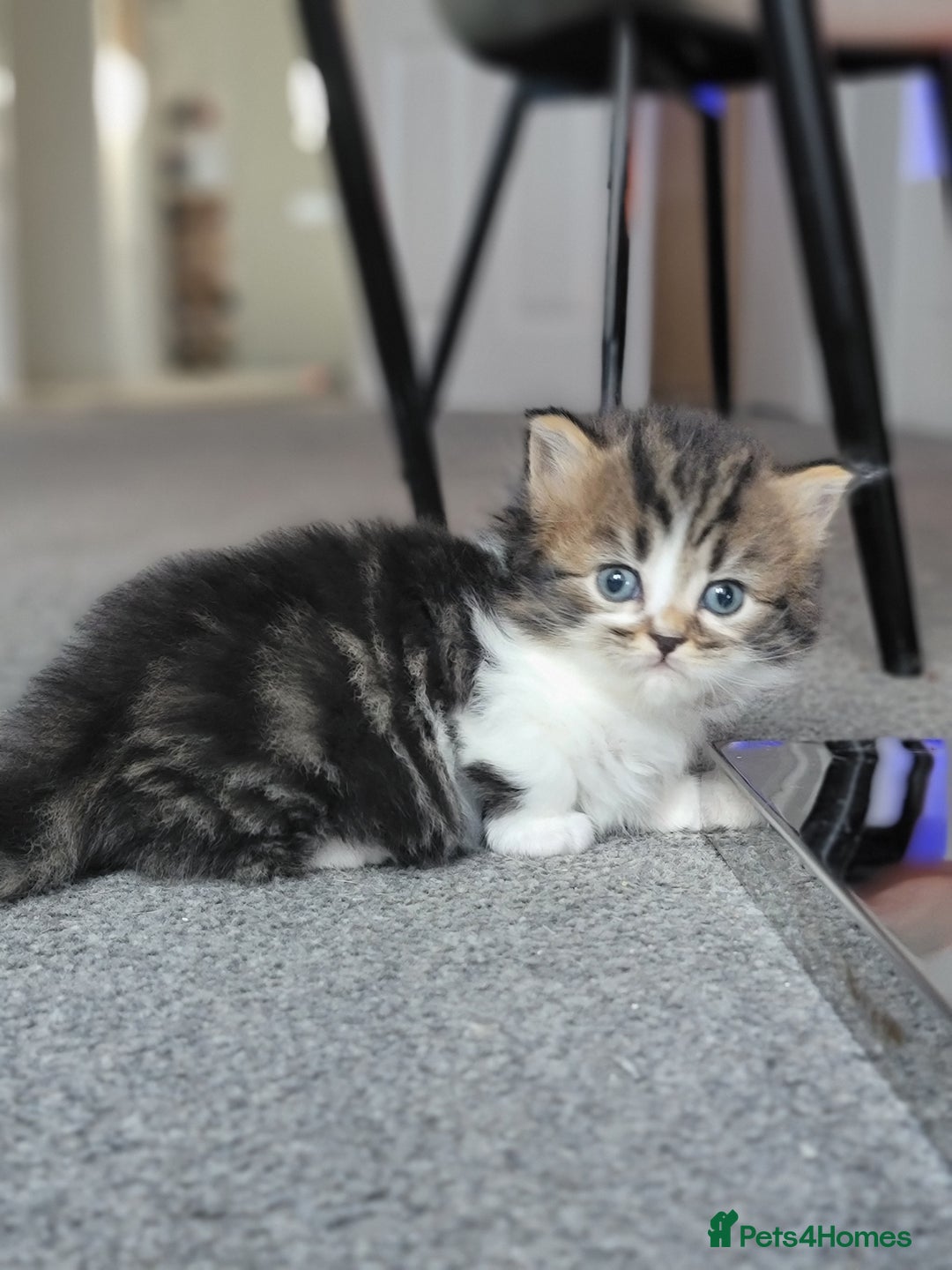 Scottish Fold cats for sale: Scottish fold - Advert 37