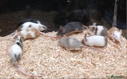 Mouse rodents for sale: Baby Fancy Coloured Mice  - Image 11