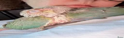 Conures birds for sale: Hand reared DNA tested green cheeked conures - Advert 6