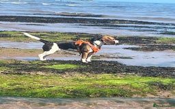Beagle dogs for sale: Beagle Girl - Image 3