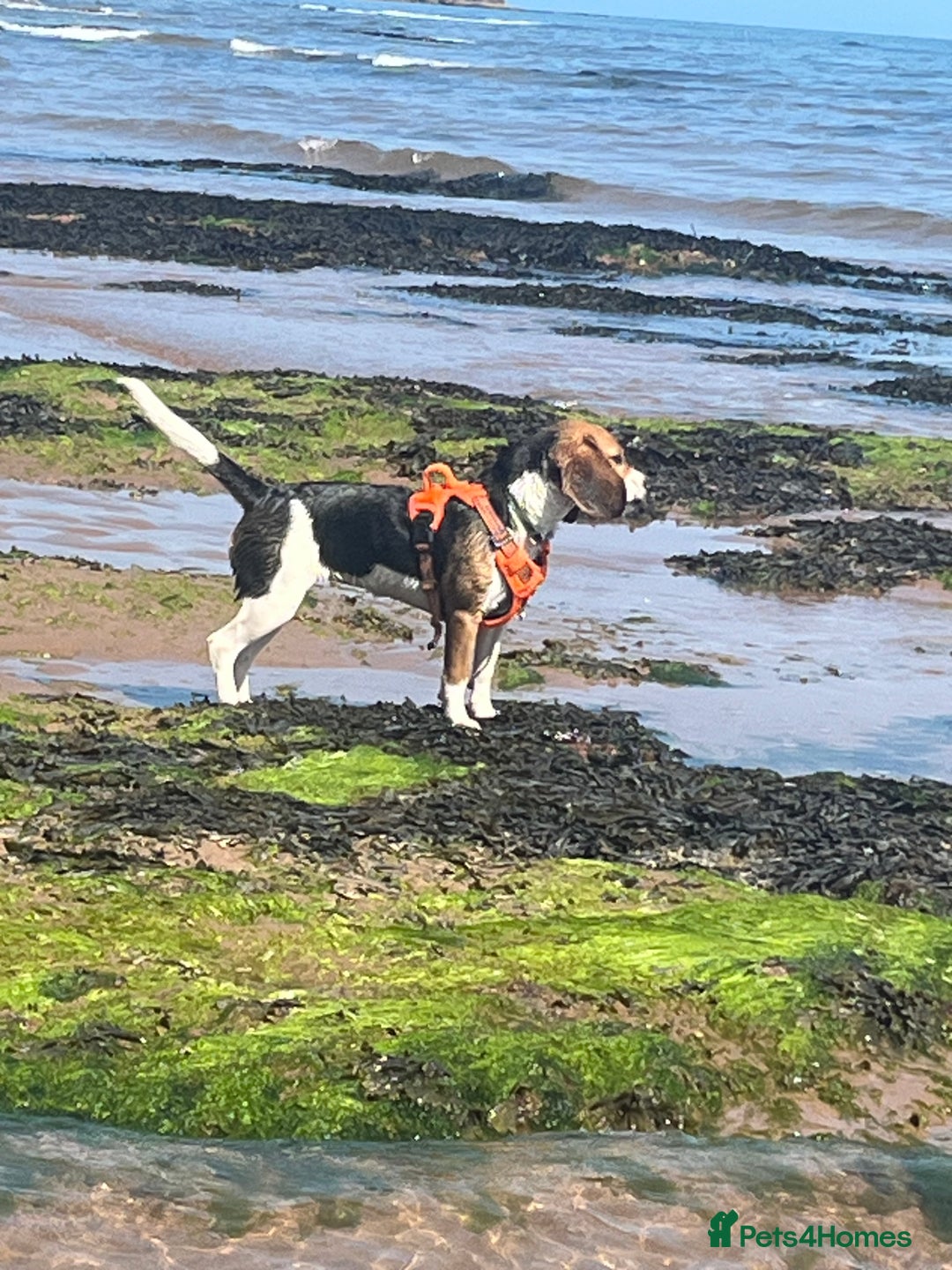 Beagle dogs for sale: Beagle Girl - Image 3