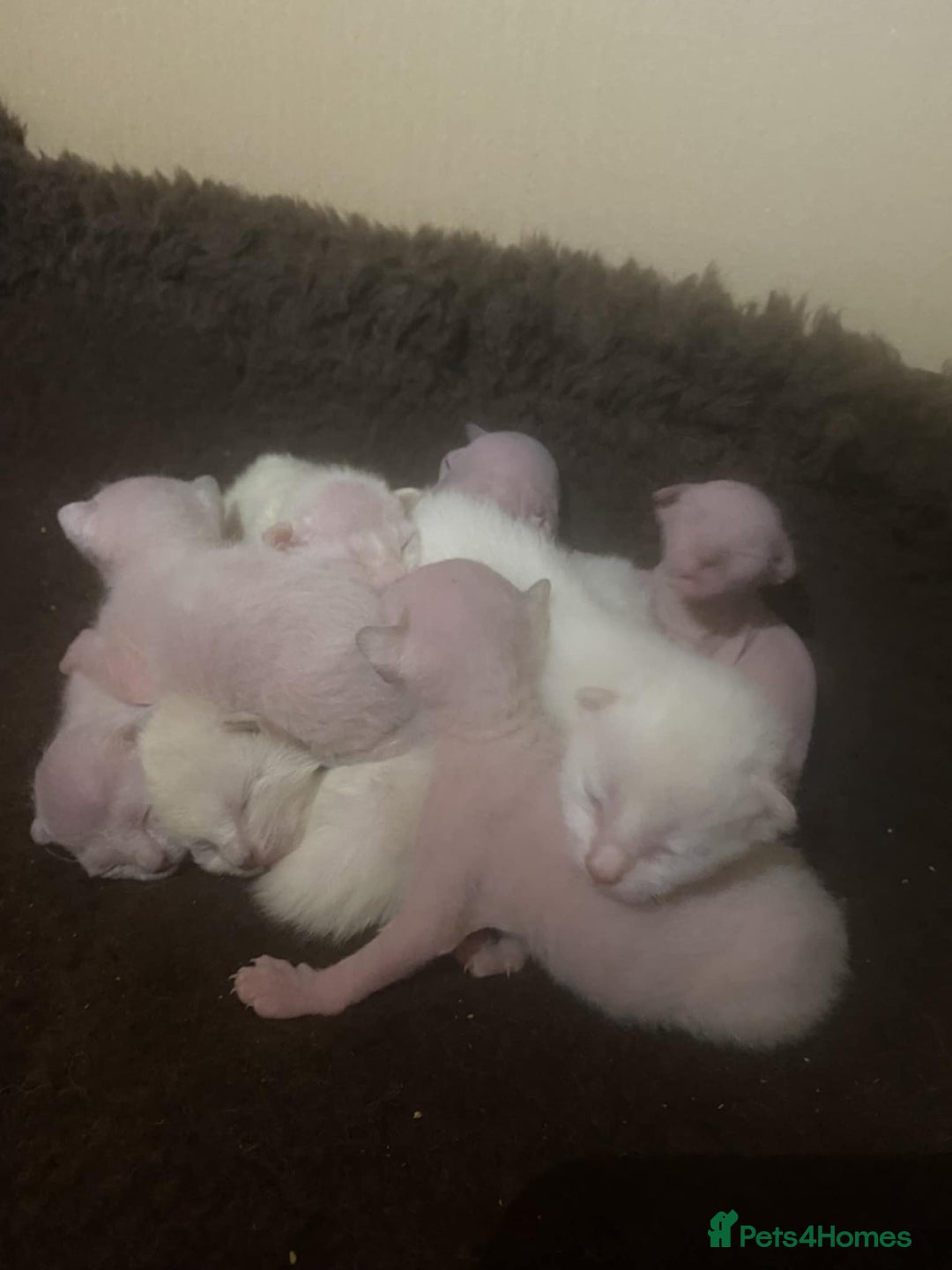 Sphynx cats for stud: Sphynx boy for stud  in Southampton - Advert 37