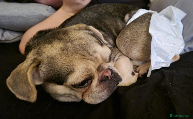 Pug dogs - Advert 4
