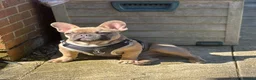 French Bulldog dogs for sale: French Bulldog Male - Advert 2