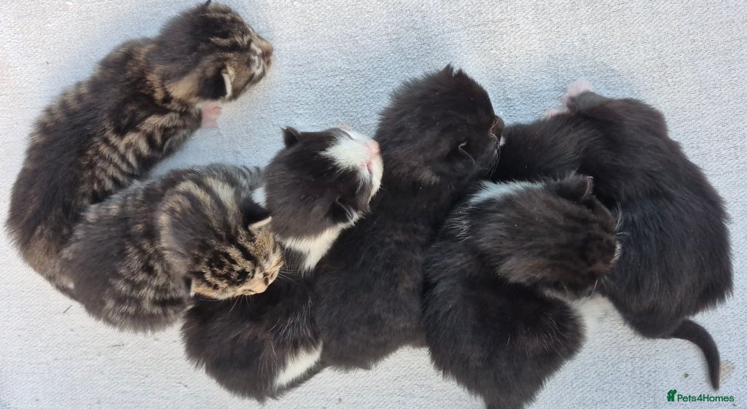 Mixed Breed cats for sale: Beautiful Tame Kittens Tabby Black White - Image 4