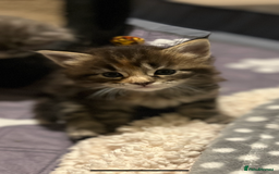 Maine Coon cats for sale: Maine coon x kittens for loving homes  in Canterbury - Image 13