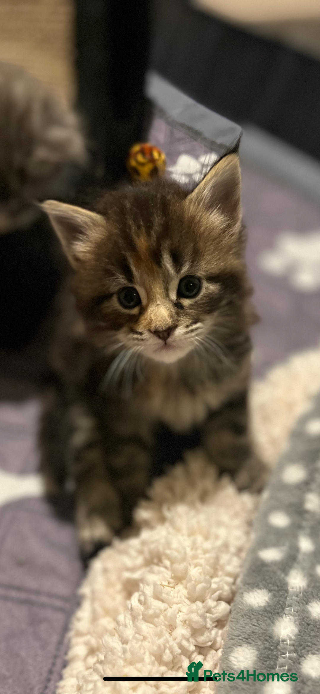 Maine Coon cats for sale: Maine coon x kittens for loving homes  in Canterbury - Image 13