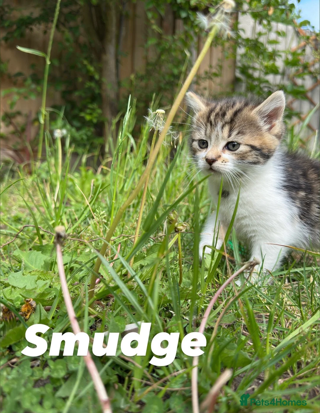 Mixed Breed cats for sale: 4x Maincoon X American Wire Hair Kittens for sale  in Stourport-on-Severn - Advert 2
