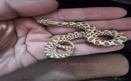 Snake reptiles for sale: Western Hognose Snakes  - Image 11