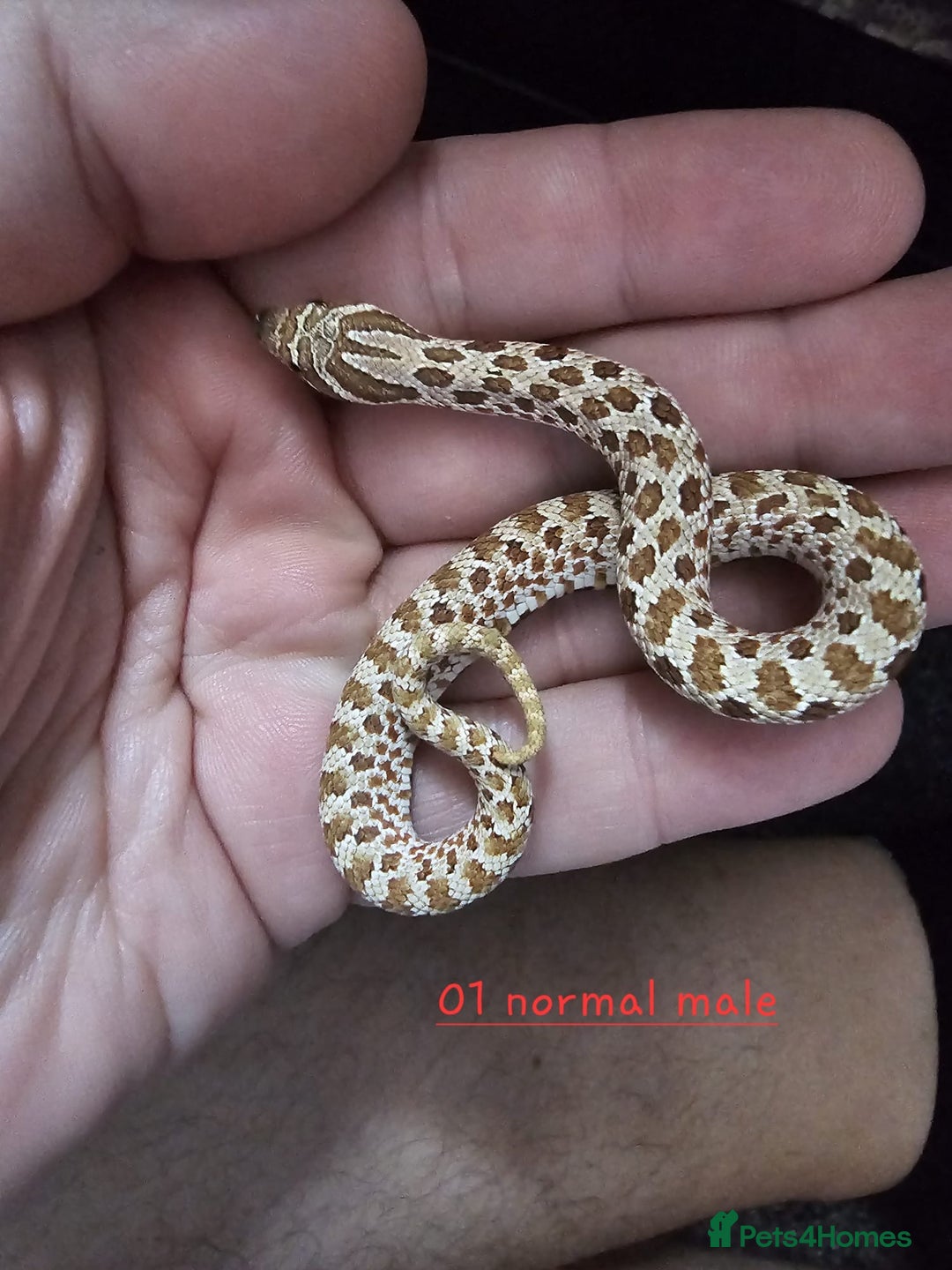 Snake reptiles for sale: Western Hognose Snakes  - Image 11
