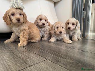 Cockapoo dogs Cocker poo puppies for sale - Advert 18