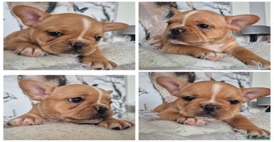French Bulldog dogs - Advert 2
