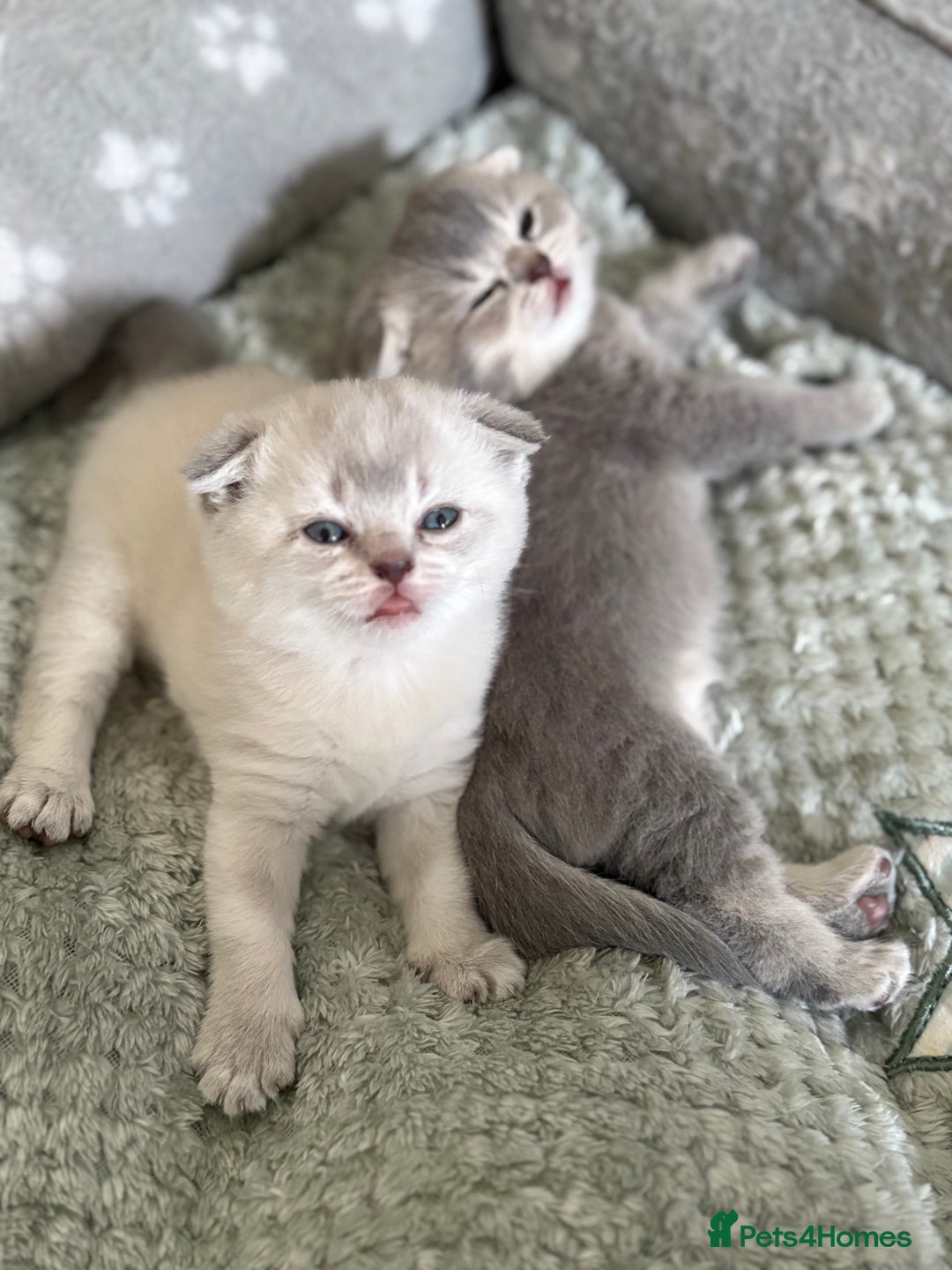 Scottish Fold cats for sale: Scottish  fold 💙🩷 - Image 4