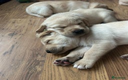 Labrador Retriever dogs for sale: Labrador puppies (only boys left) - Image 6