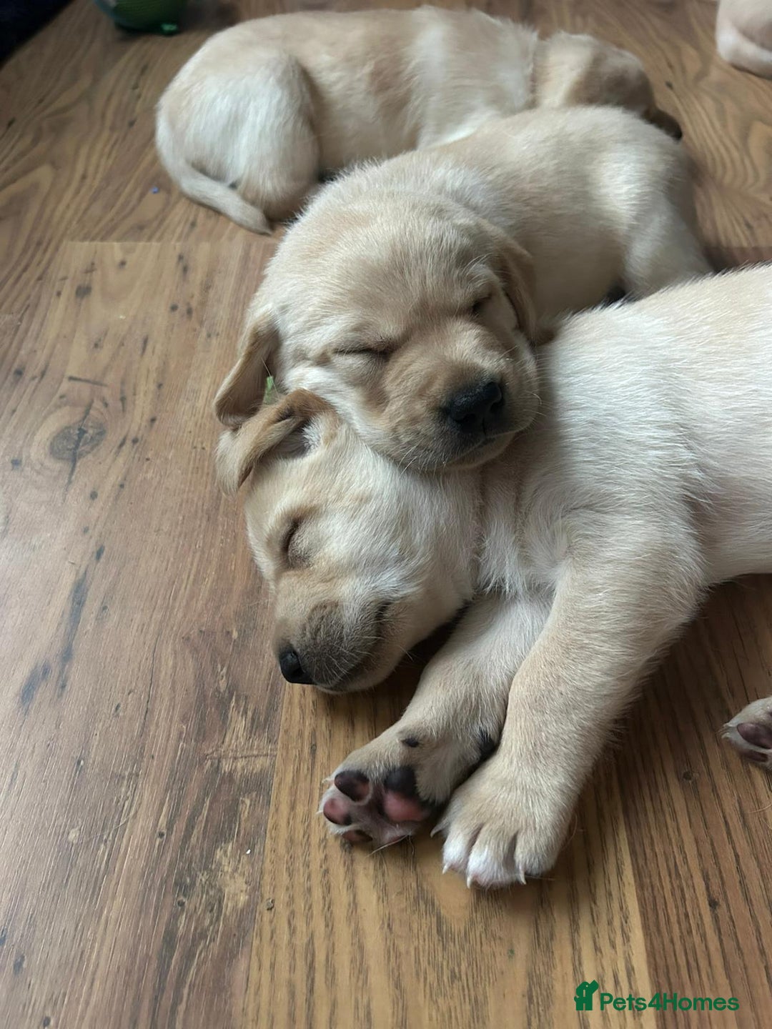 Labrador Retriever dogs for sale: Labrador puppies (only boys left) - Image 6