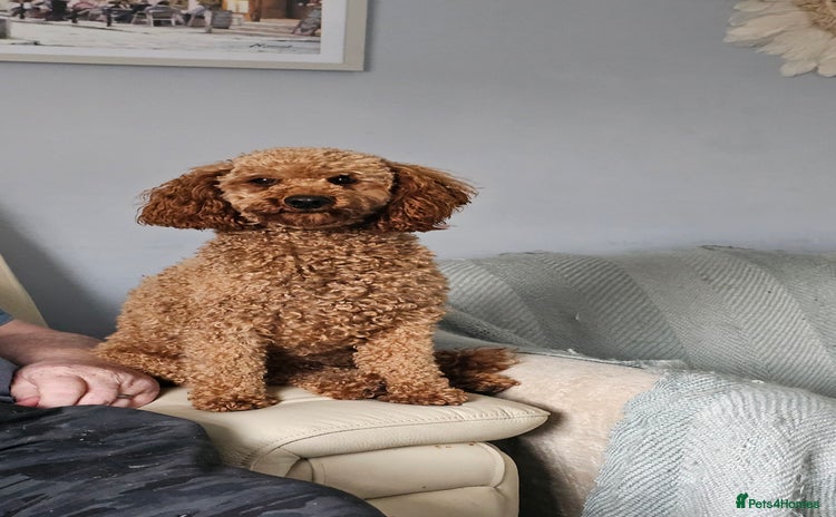 Toy Poodle dogs - Advert 3