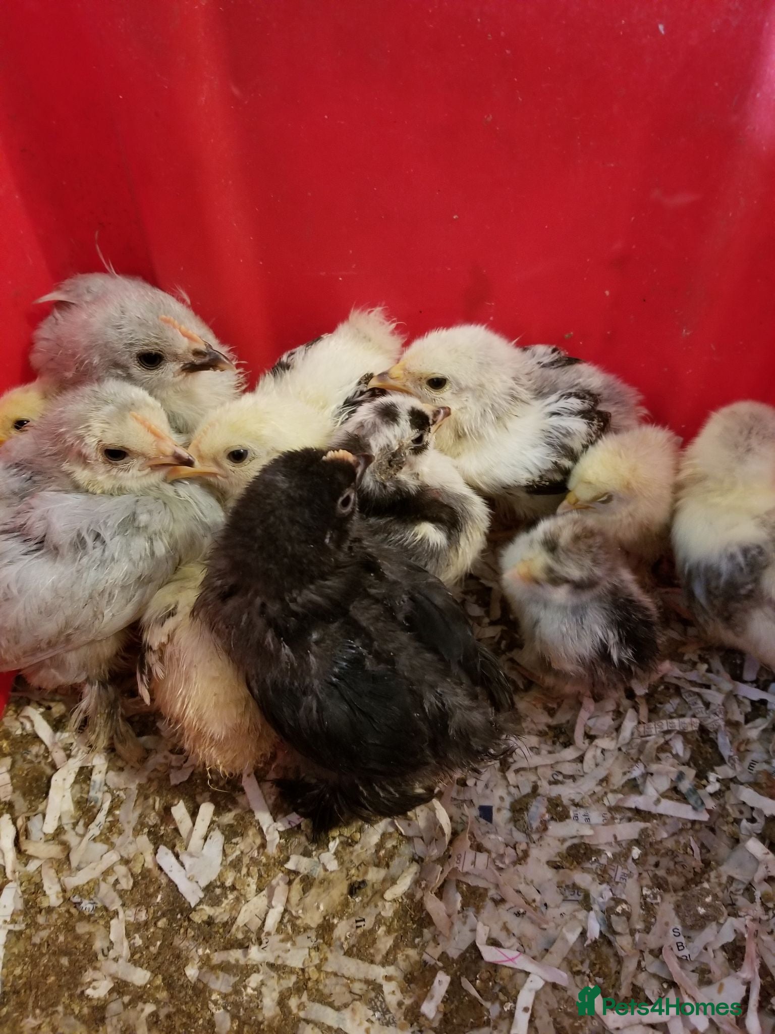 Chickens poultry 4 Pekin bantam chicks - Advert 11