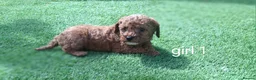 Cavapoo dogs for sale: Cavapoo beautiful 😍 litter rare fox red ♥️  - Advert 27