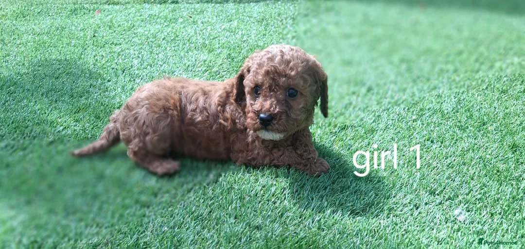 Cavapoo dogs for sale: Cavapoo beautiful 😍 litter rare fox red ♥️  - Advert 27