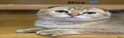 Scottish Fold cats for sale: TICA Registered Scottish Fold & Straight kittens - Advert 15