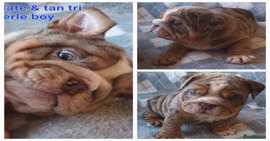 English Bulldog dogs - Advert 8
