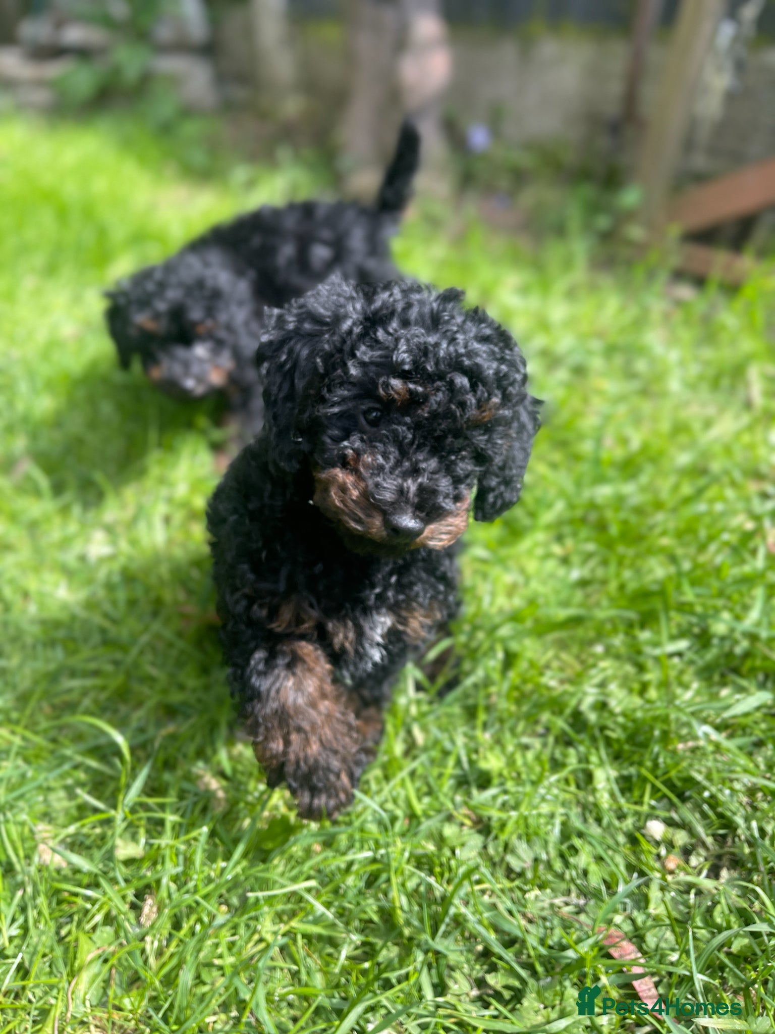 Cockapoo dogs for sale:  F1b miniature phantom merle puppies READY NOW  - Advert 1