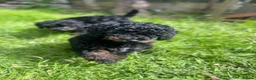 Cockapoo dogs for sale:  F1b miniature phantom merle puppies READY NOW  - Advert 1