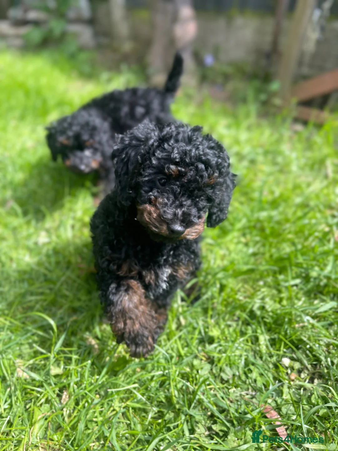 Cockapoo dogs for sale:  F1b miniature phantom merle puppies READY NOW  - Advert 1