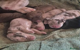 Mixed Breed dogs for sale: Cockerbull Puppies - Image 6