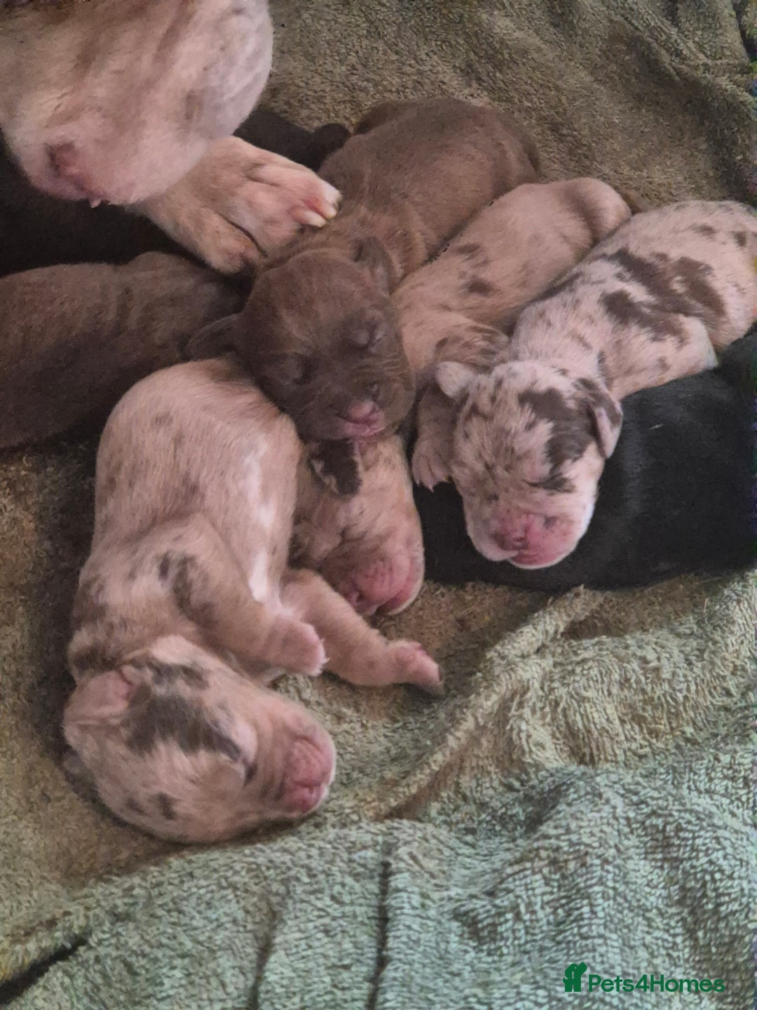 Mixed Breed dogs for sale: Cockerbull Puppies - Image 6